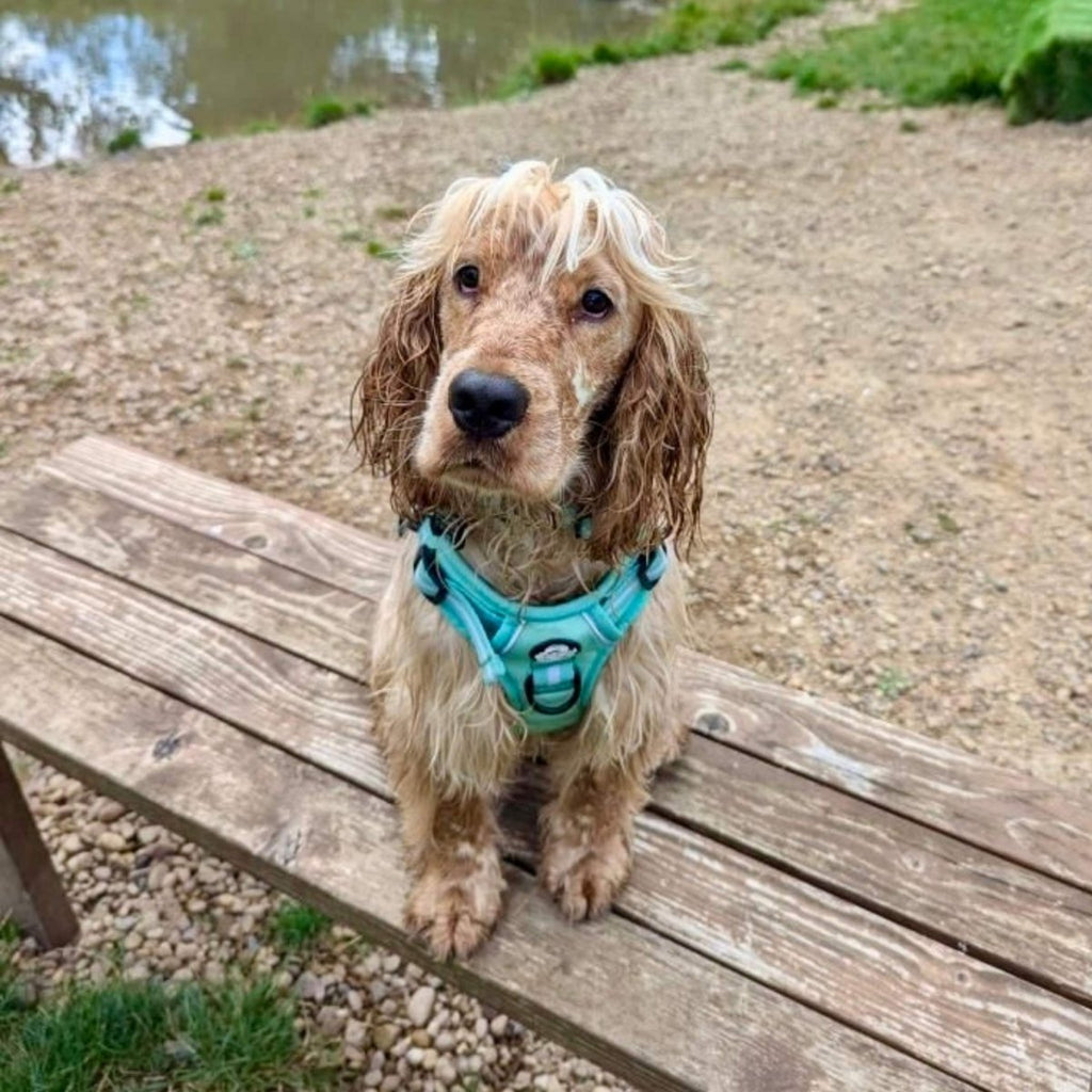 Pastel Mint Green No Pull Dog Harness