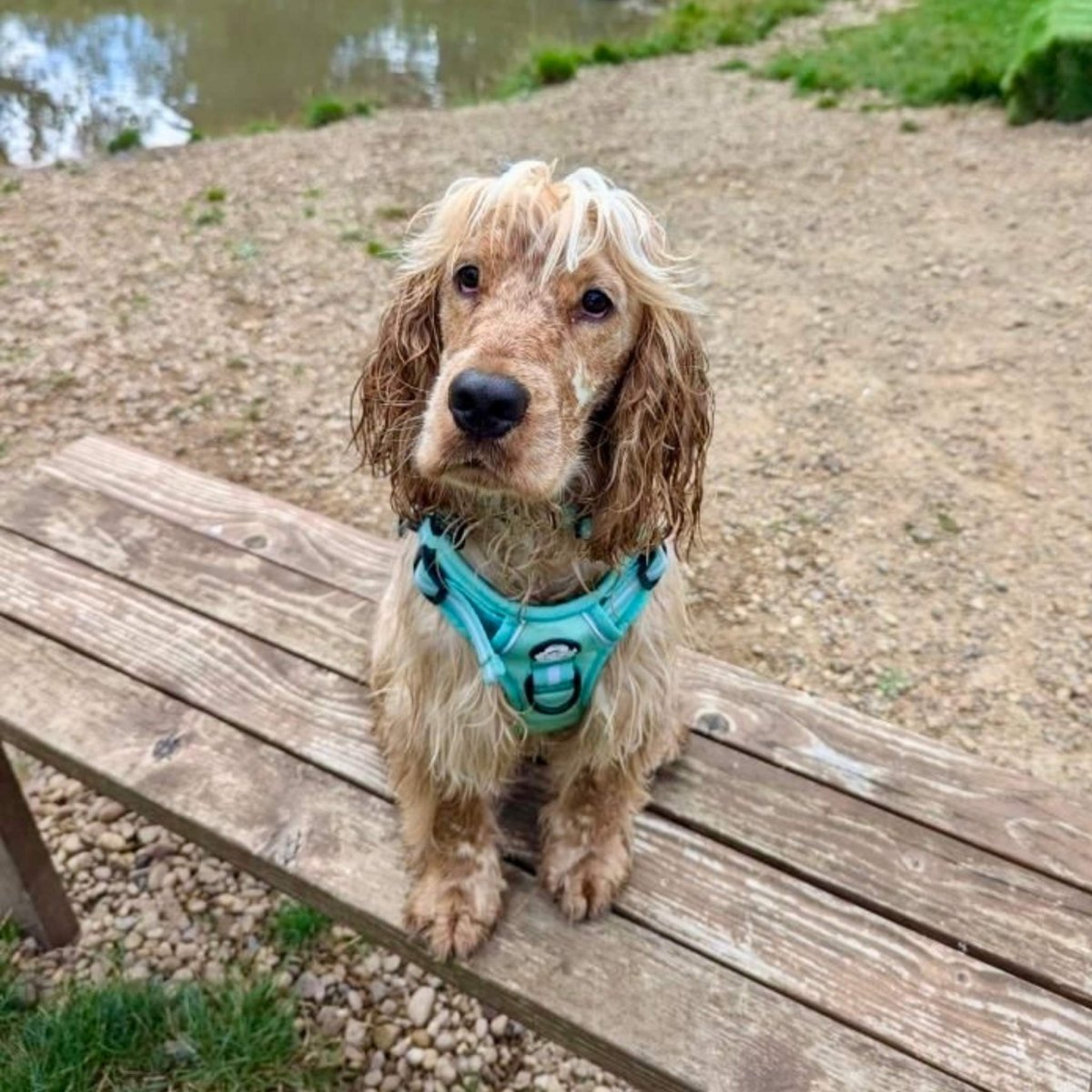 Pastel Mint Green No Pull Dog Harness