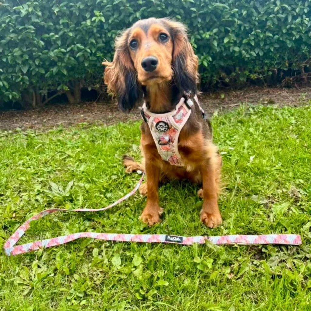 Rugged Rover Harness Autumn Breeze No Pull