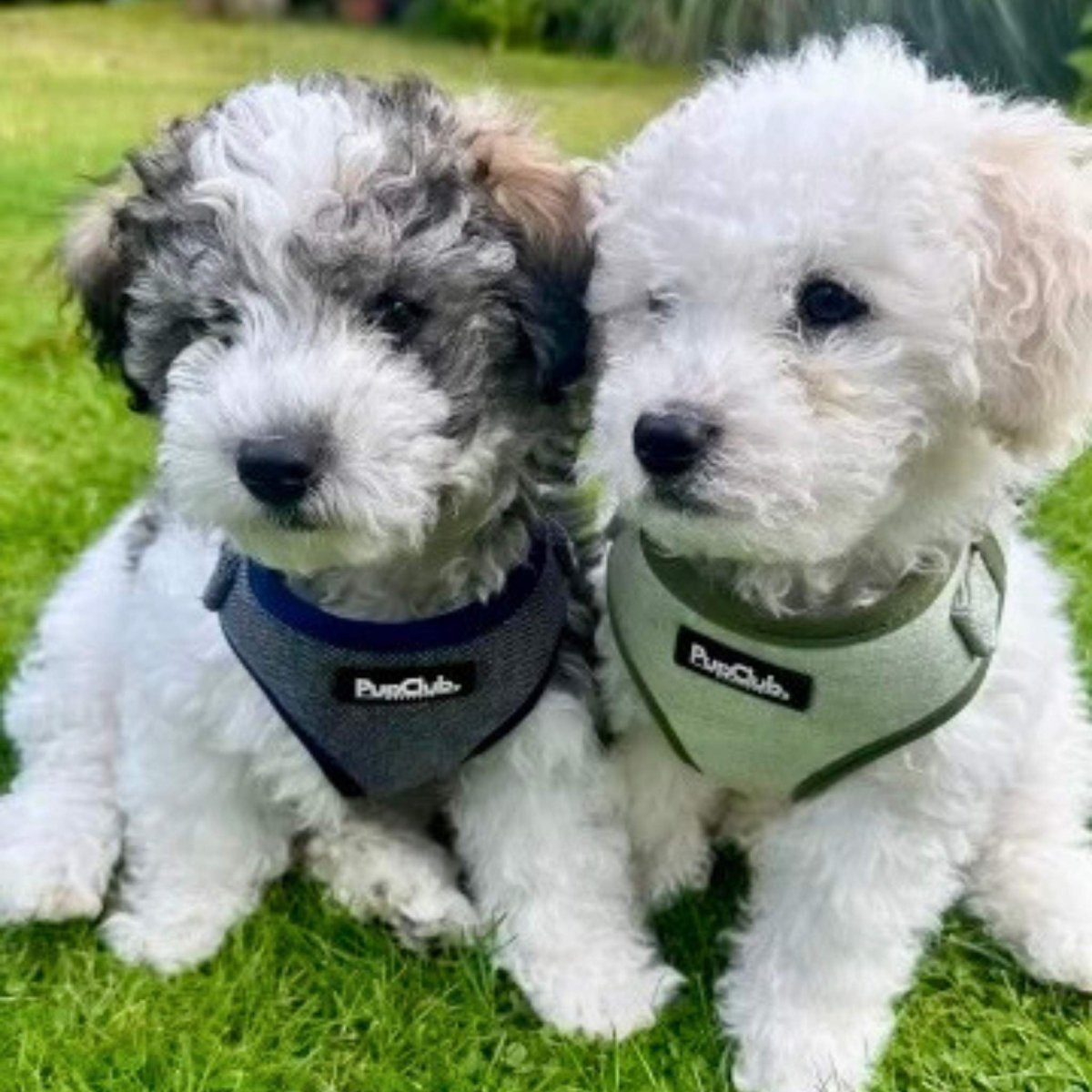 Tweed Adjustable Harness in Sage