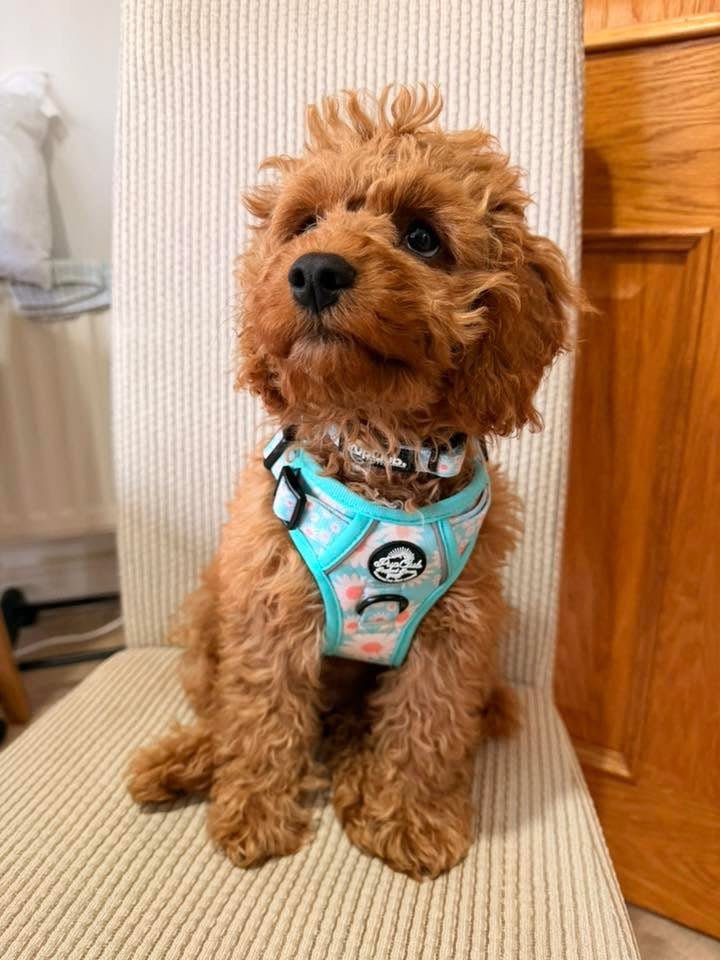 Pastel Daisy No Pull Dog Harness