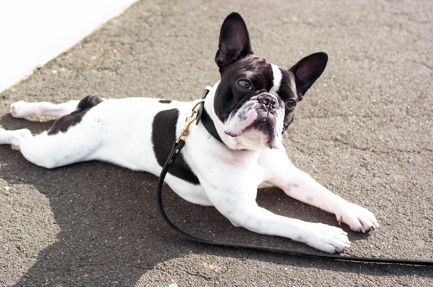 Classic Leather Collar