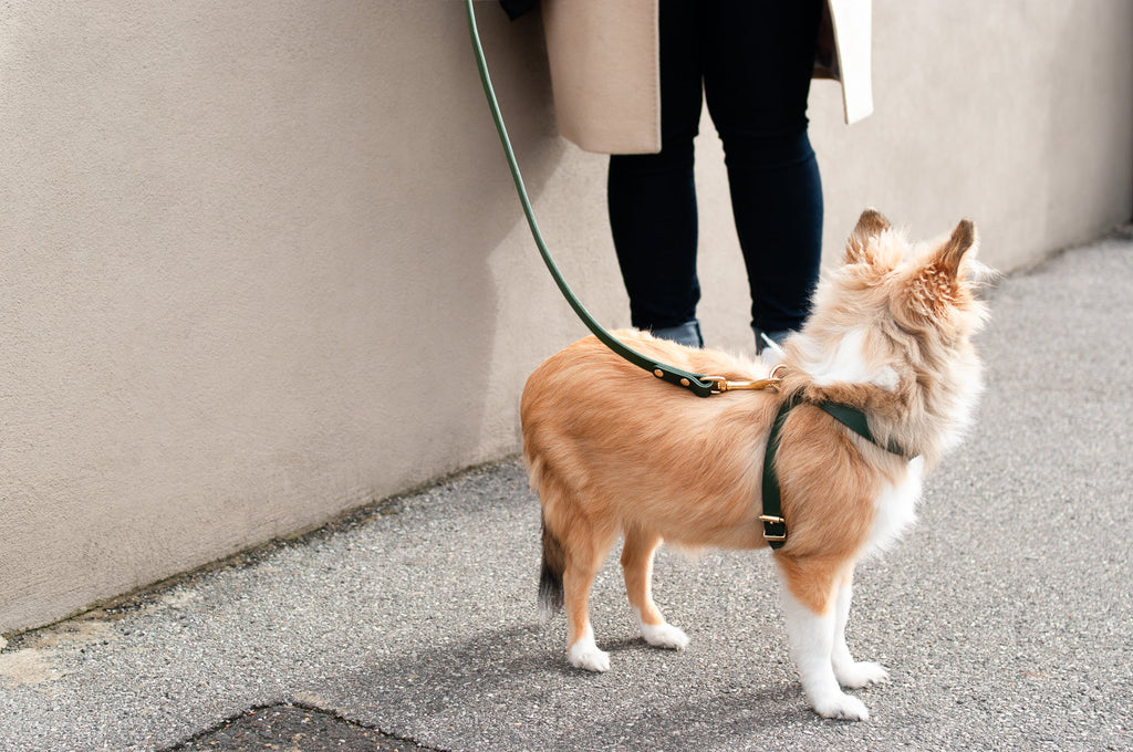 Classic Leather Dog Lead