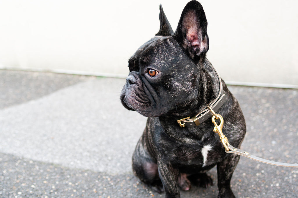 Classic Leather Collar