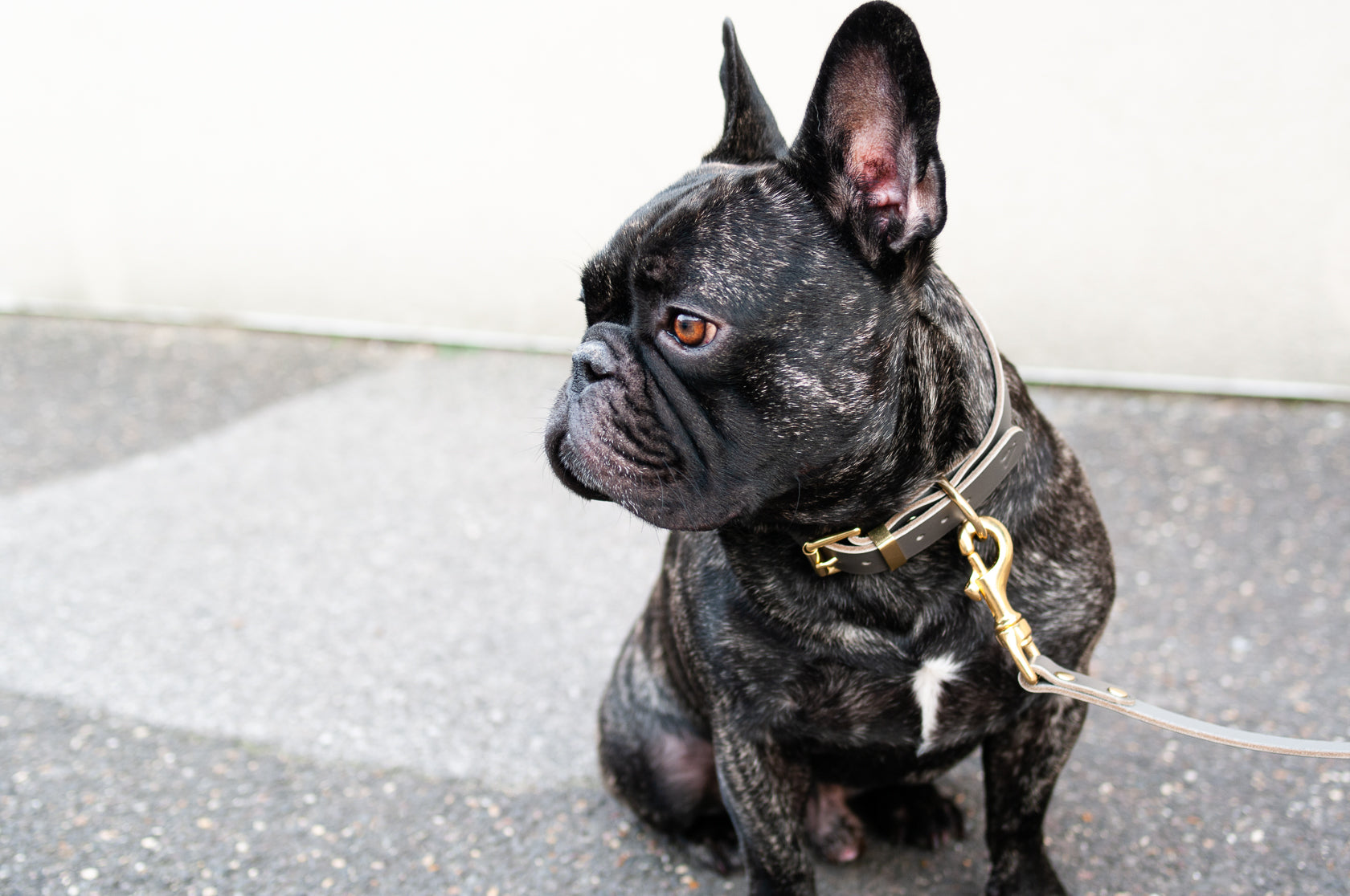 Classic Leather Collar