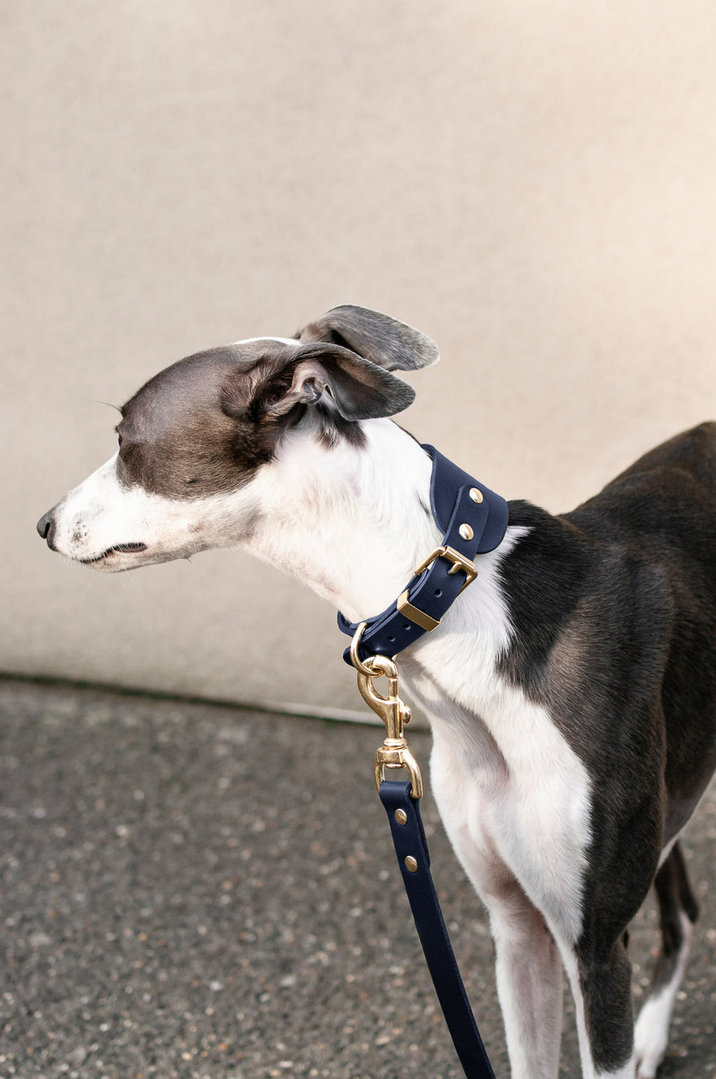 Leather Collar for Sighthounds