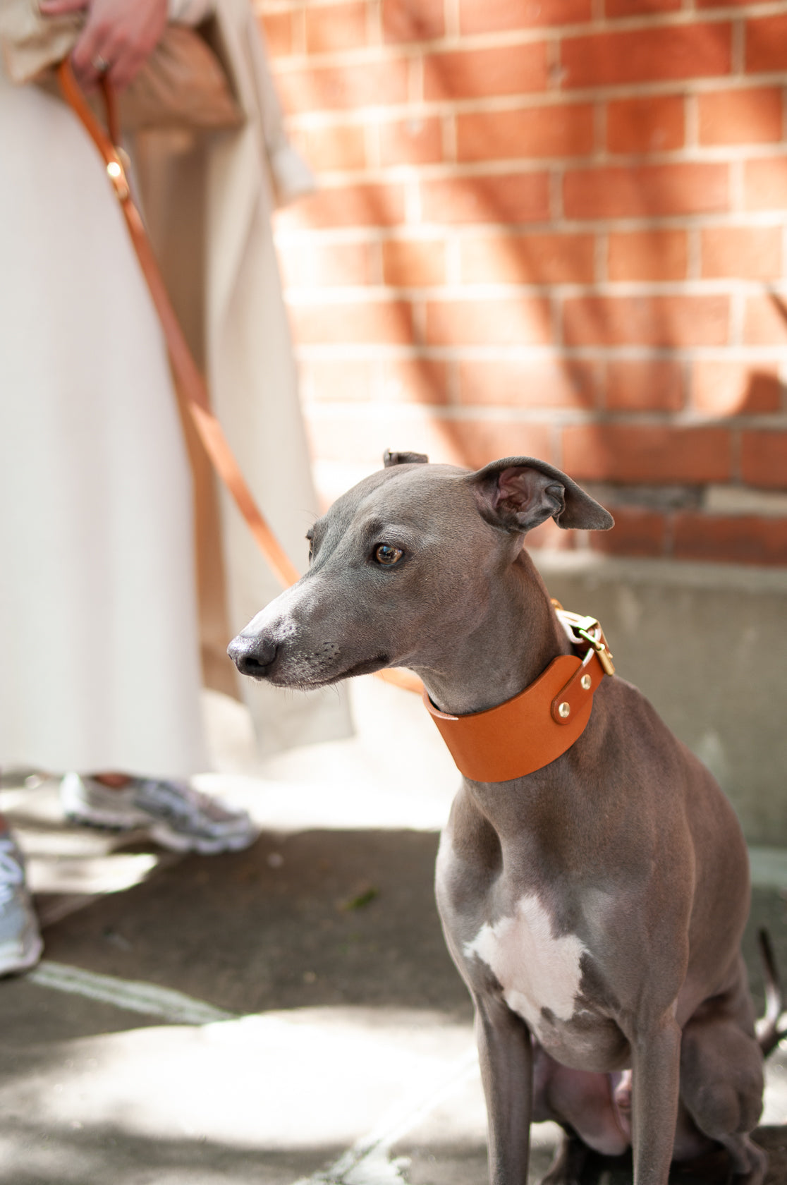 Leather Collar for Sighthounds