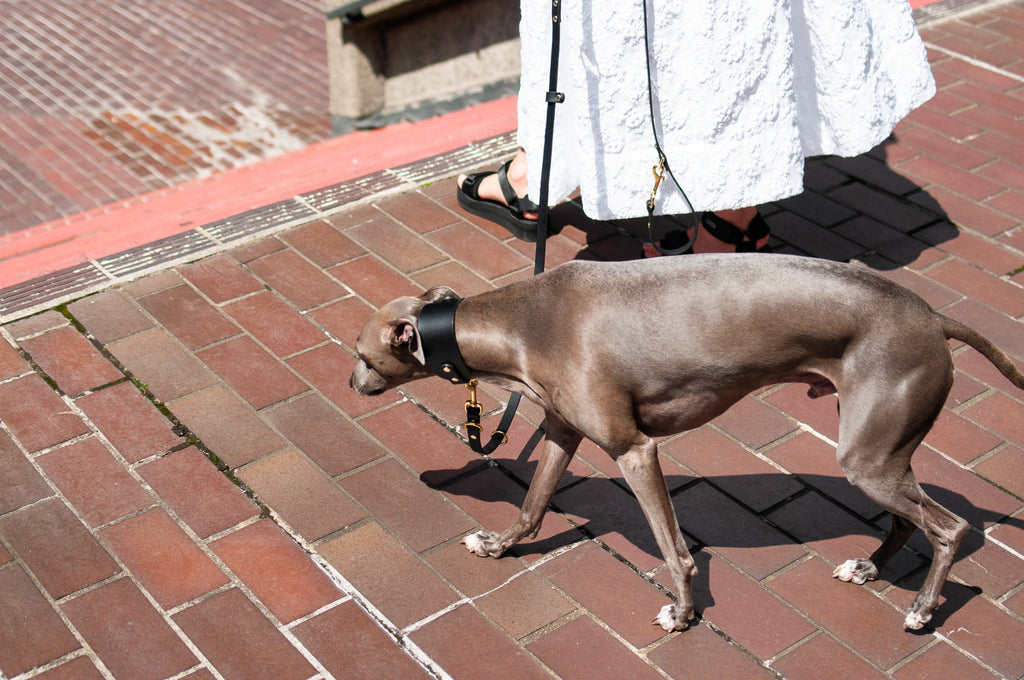 Leather Collar for Sighthounds