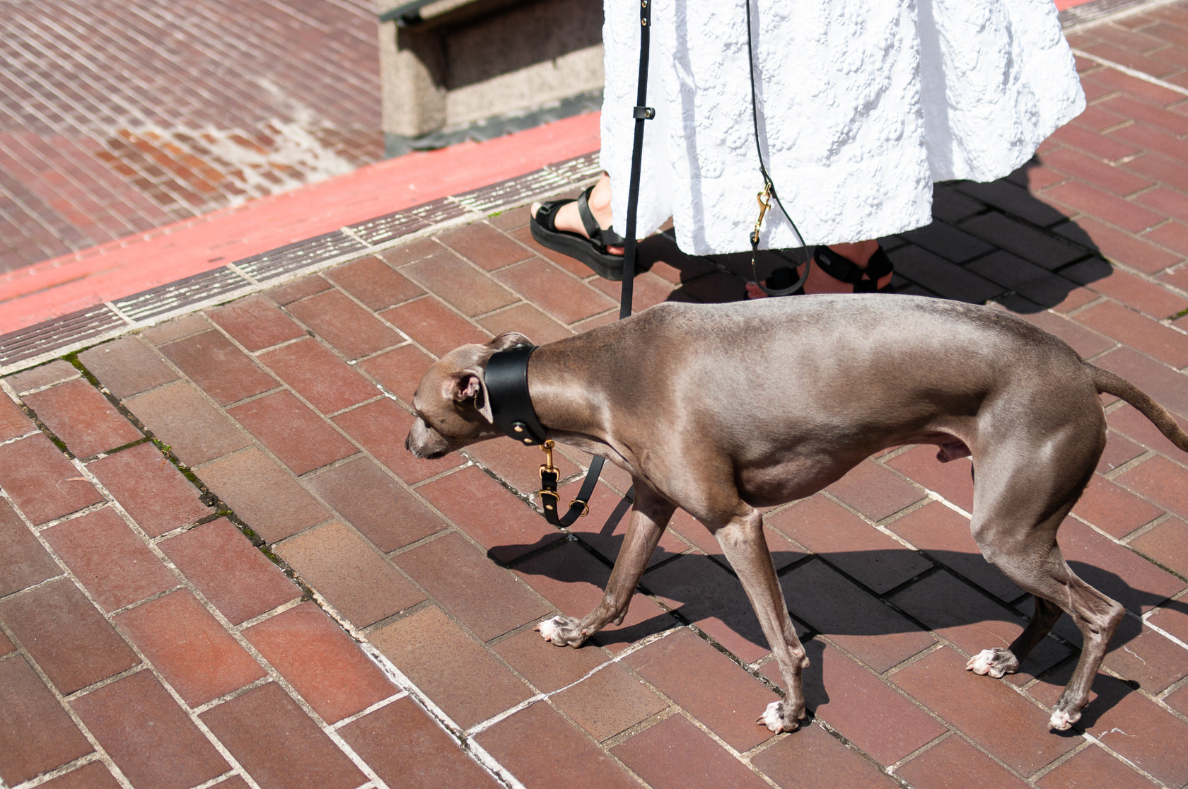 Leather Collar for Sighthounds
