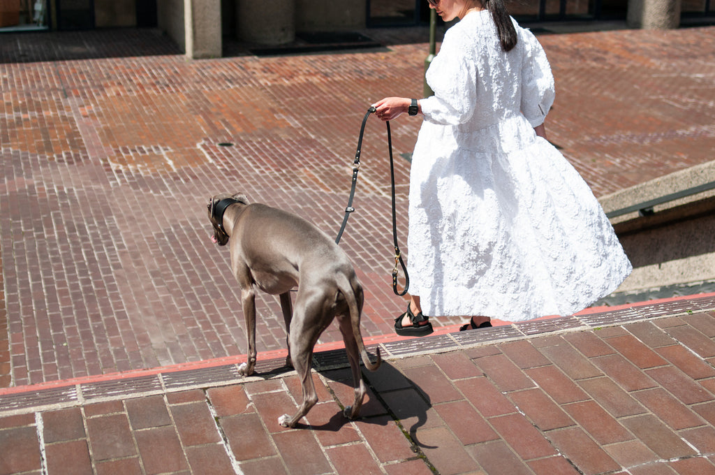 Long Leather Multi Lead for Dogs