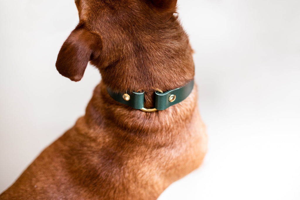 O Ring Leather Collar
