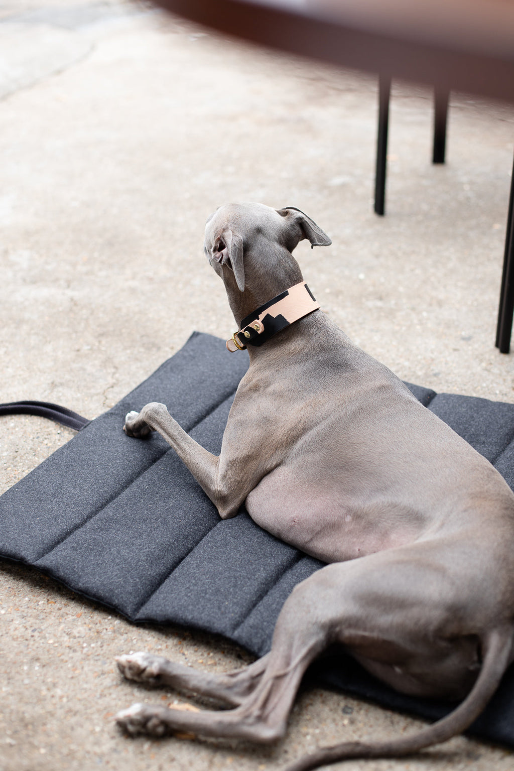 Travel Mat for Dogs