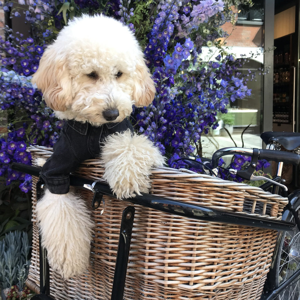 Classic Denim Jacket