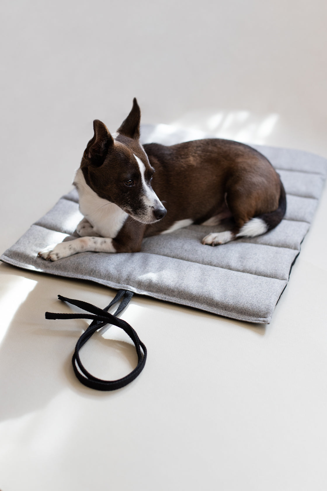 Travel Mat for Dogs
