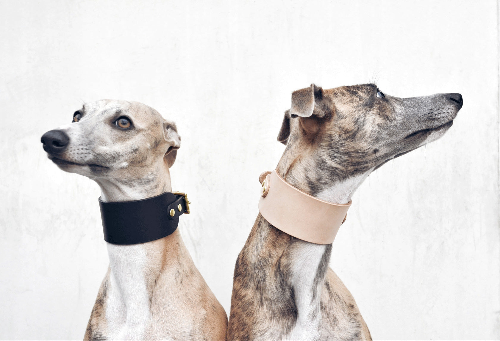 Leather Collar for Sighthounds