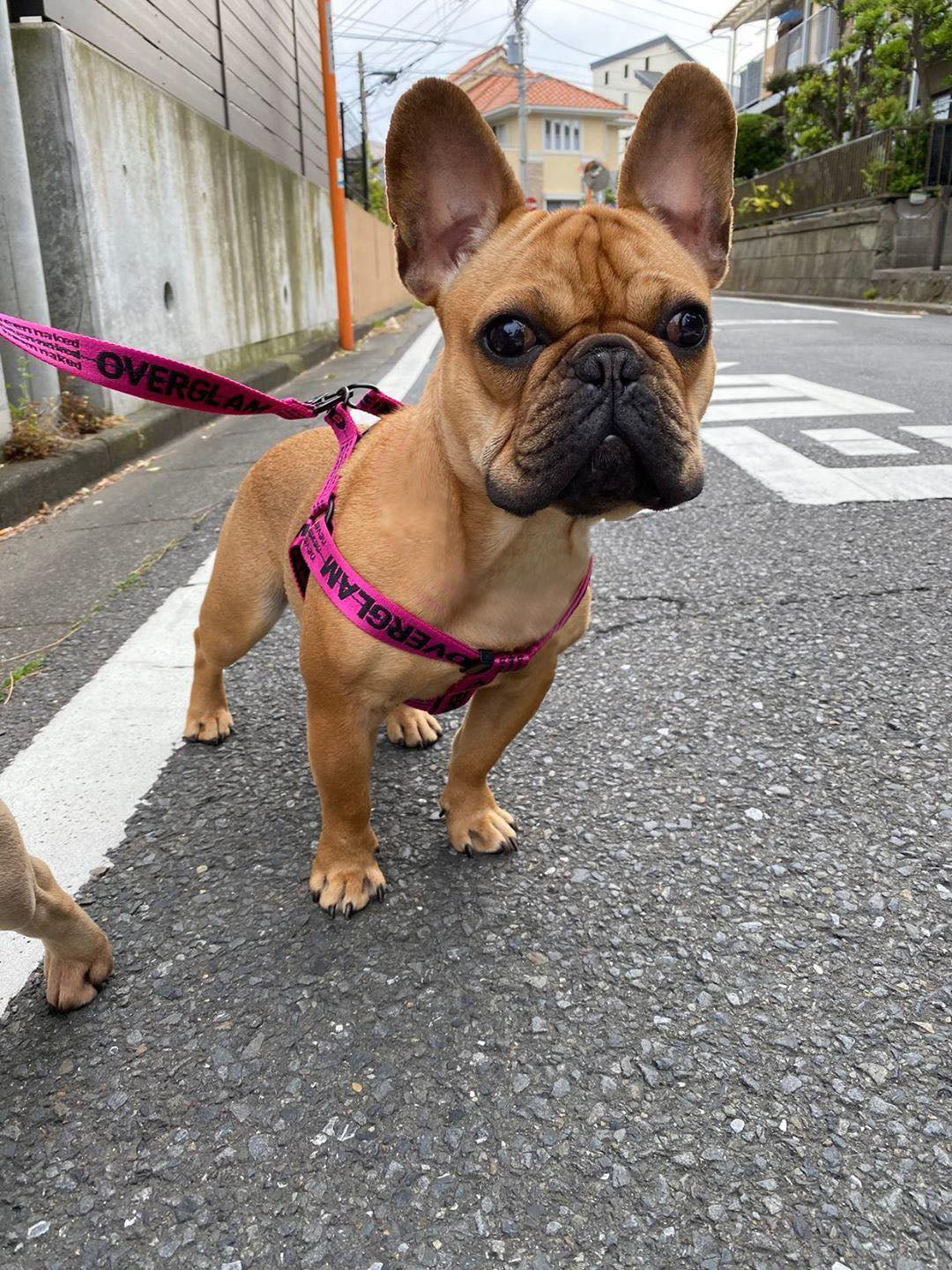 Ribbon Harness in Rose and Green