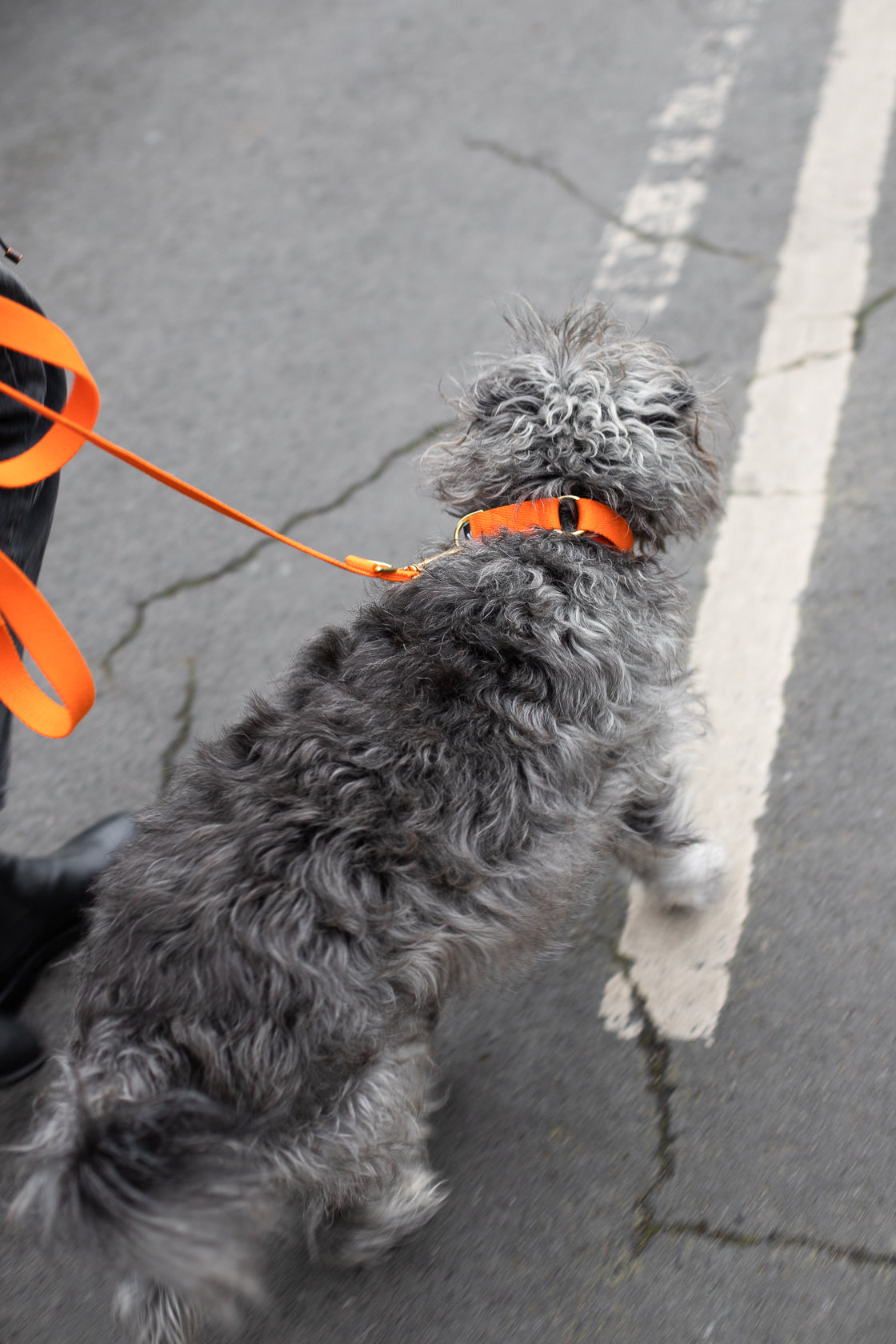 Soft Cotton Dog Collar