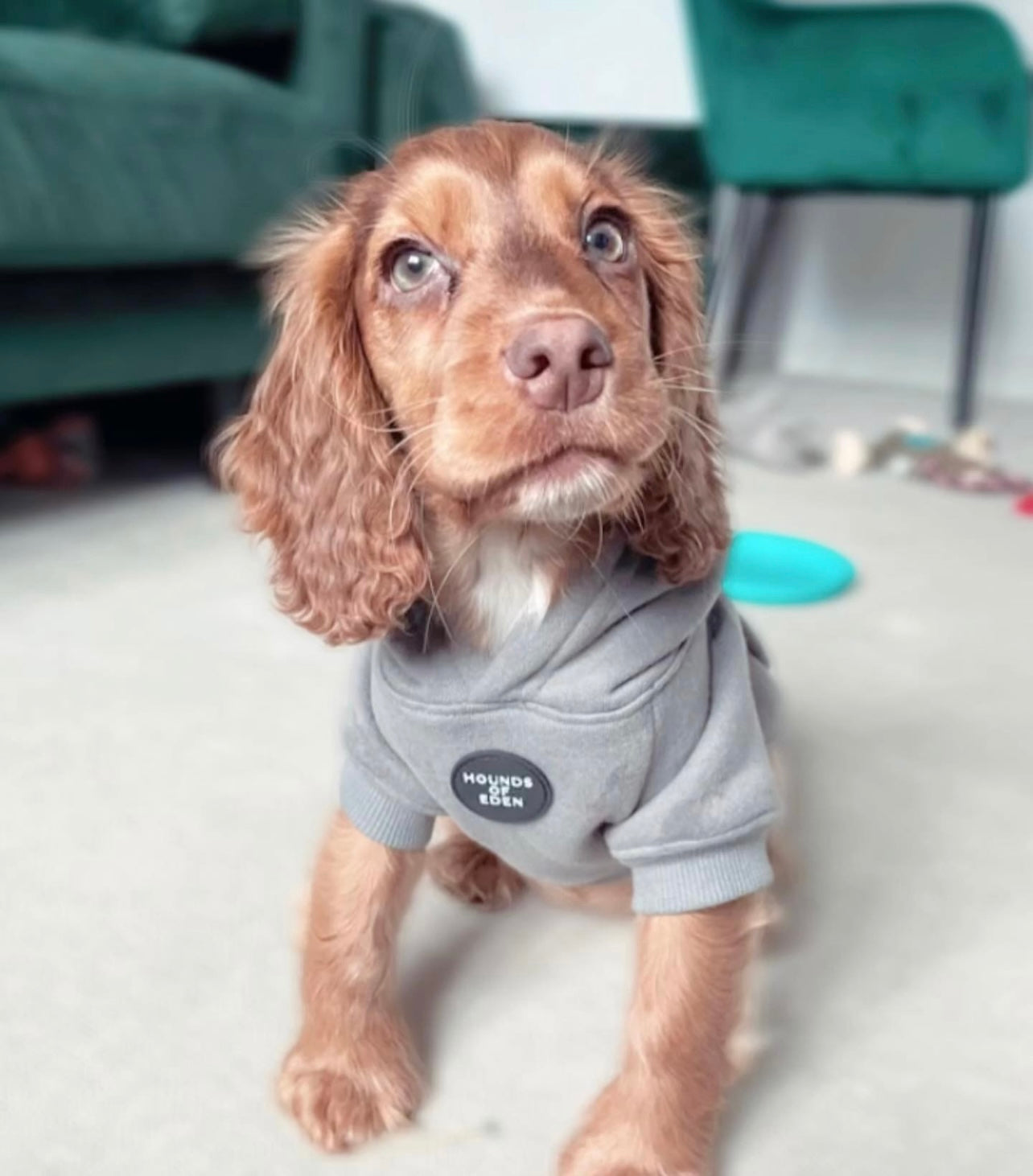 Dog Hoodie - Light Teal
