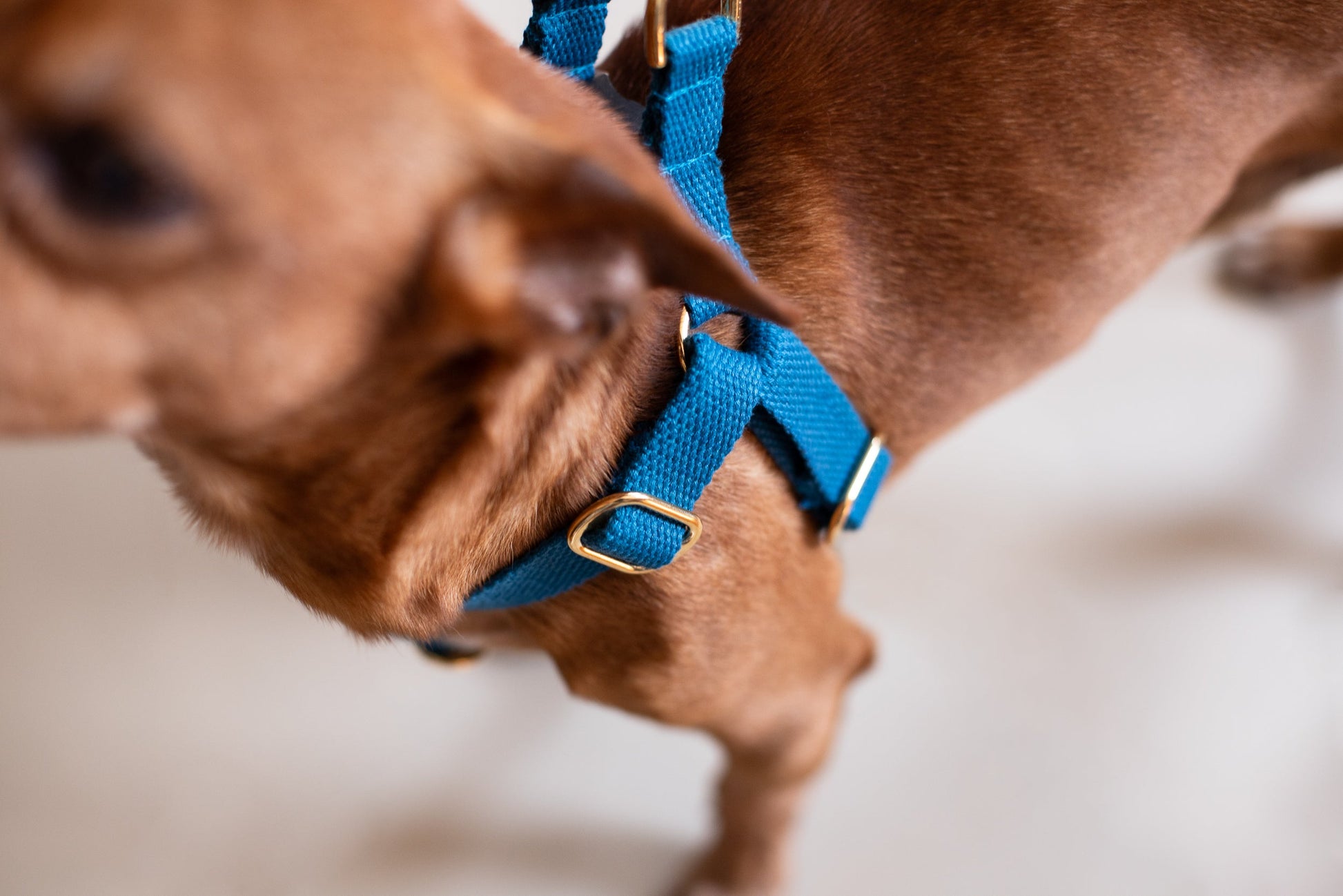Cotton Step In Dog Harness