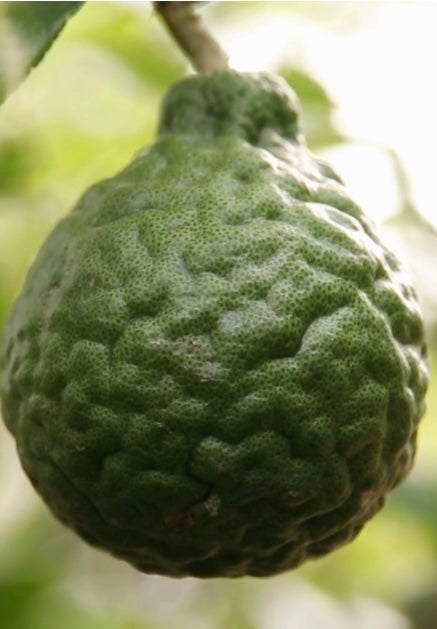 Clementine Body and Hand Lotion