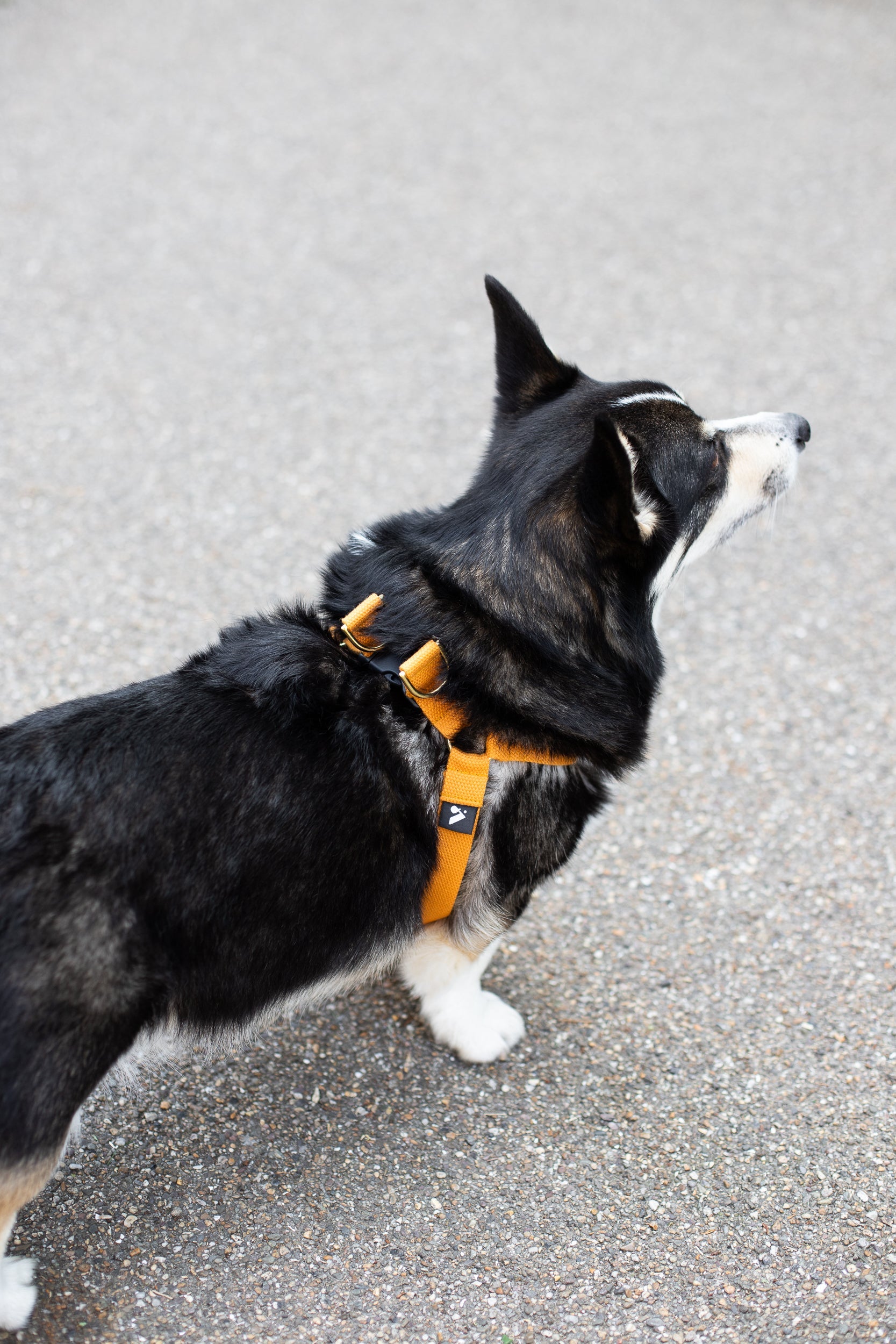 Cotton Step In Dog Harness