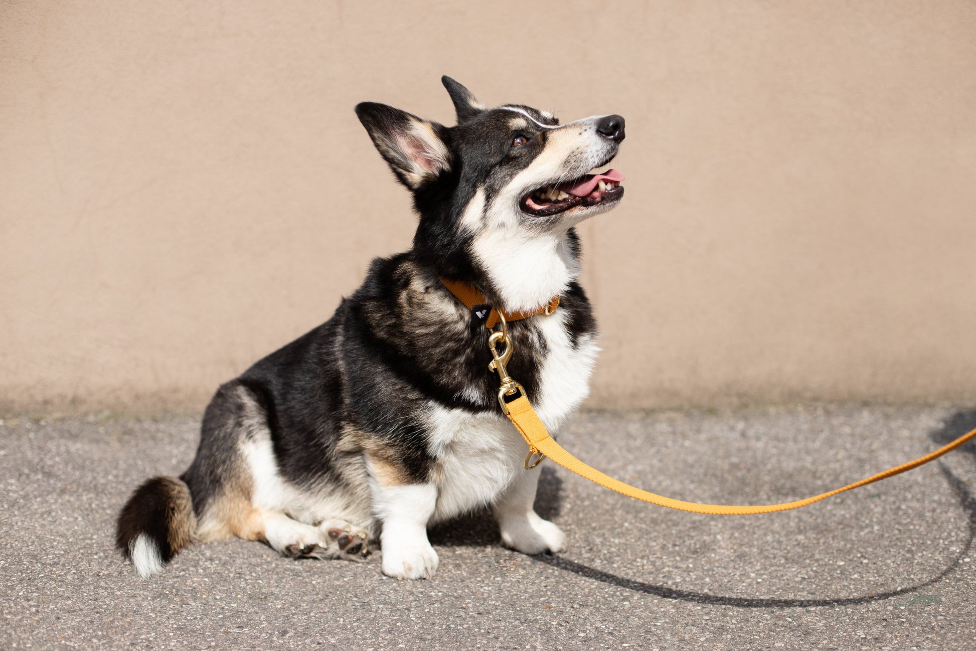 Soft Cotton Dog Collar