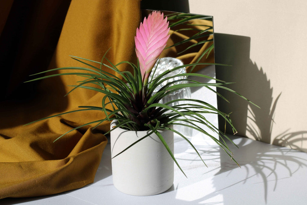 Handmade Concrete Toothbrush Holder