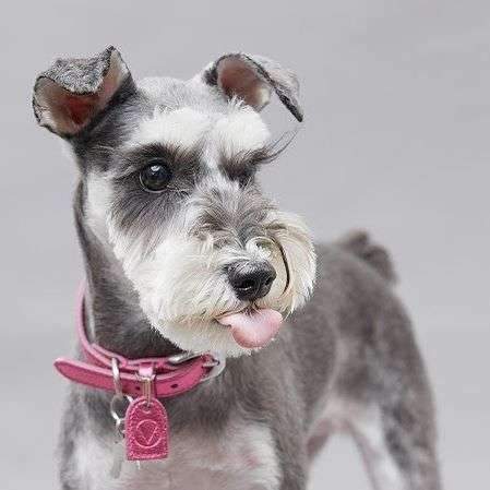 Gloss Collar in Rose and Silver