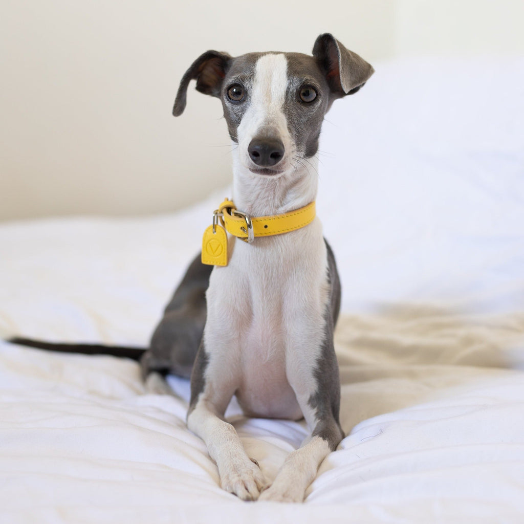 Leather Collar with Gold and Silver Hardware