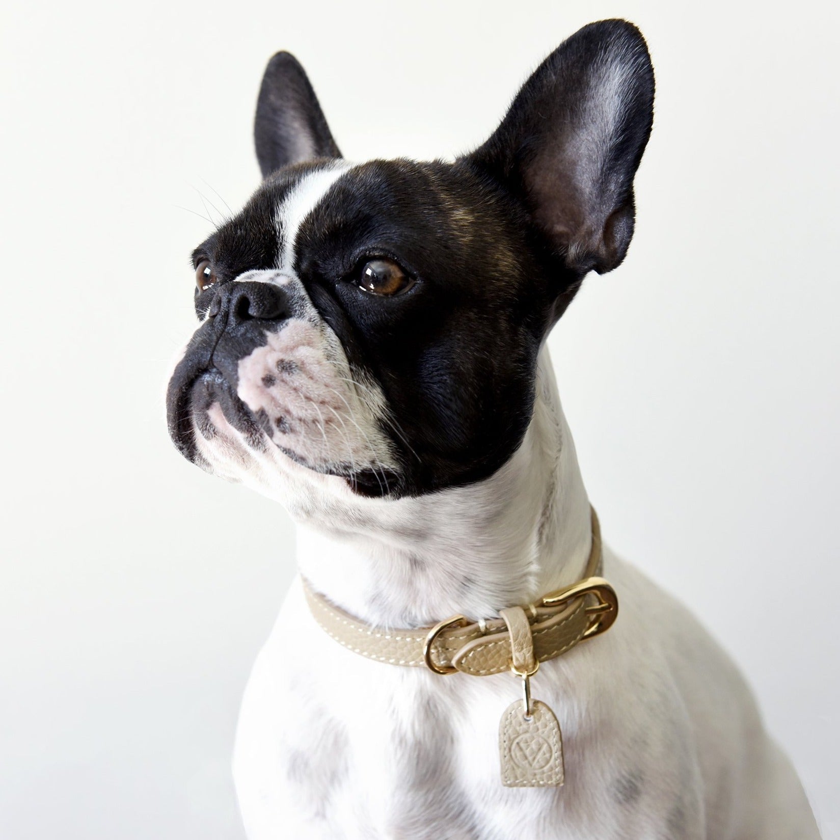 Leather Collar with Gold and Silver Hardware