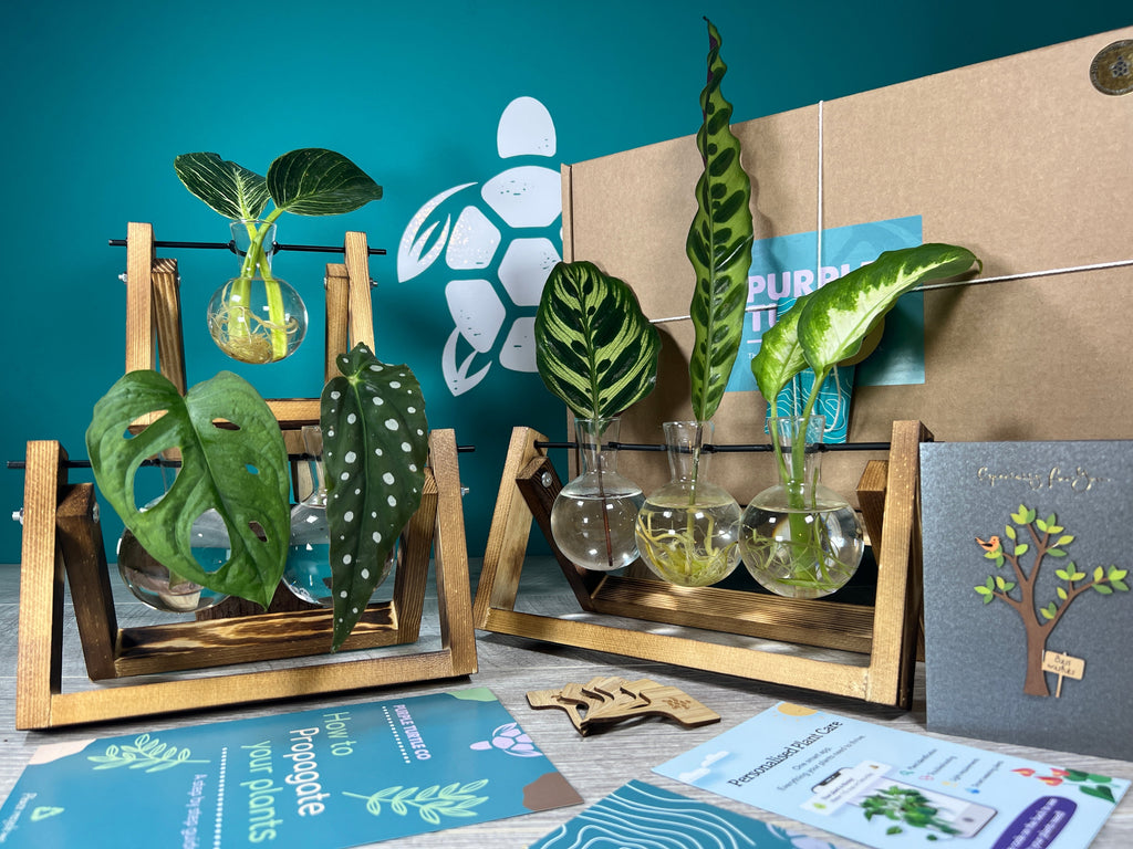 Plant Propagation Gift Set for Home Growing