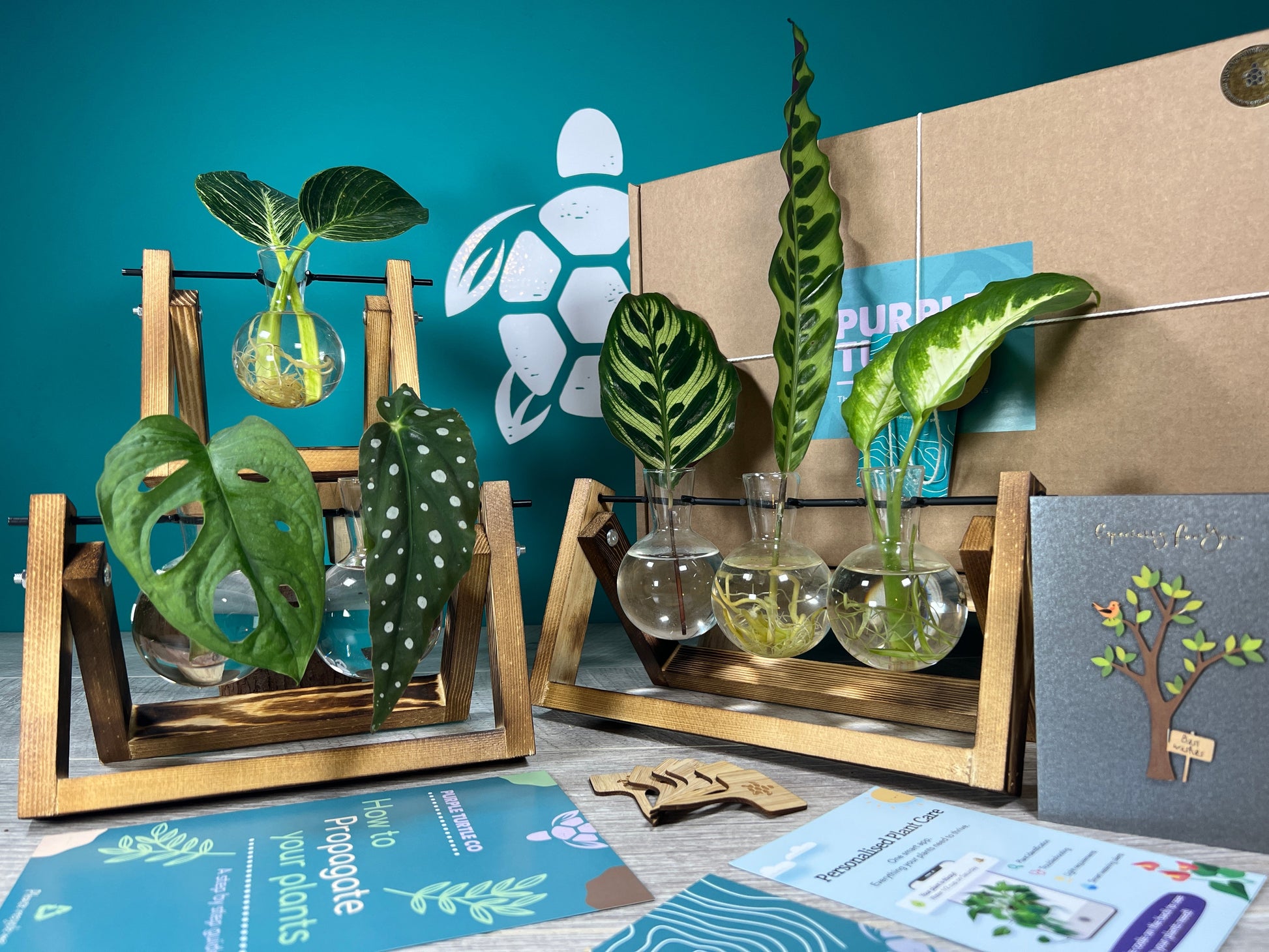 Plant Propagation Gift Set for Home Growing