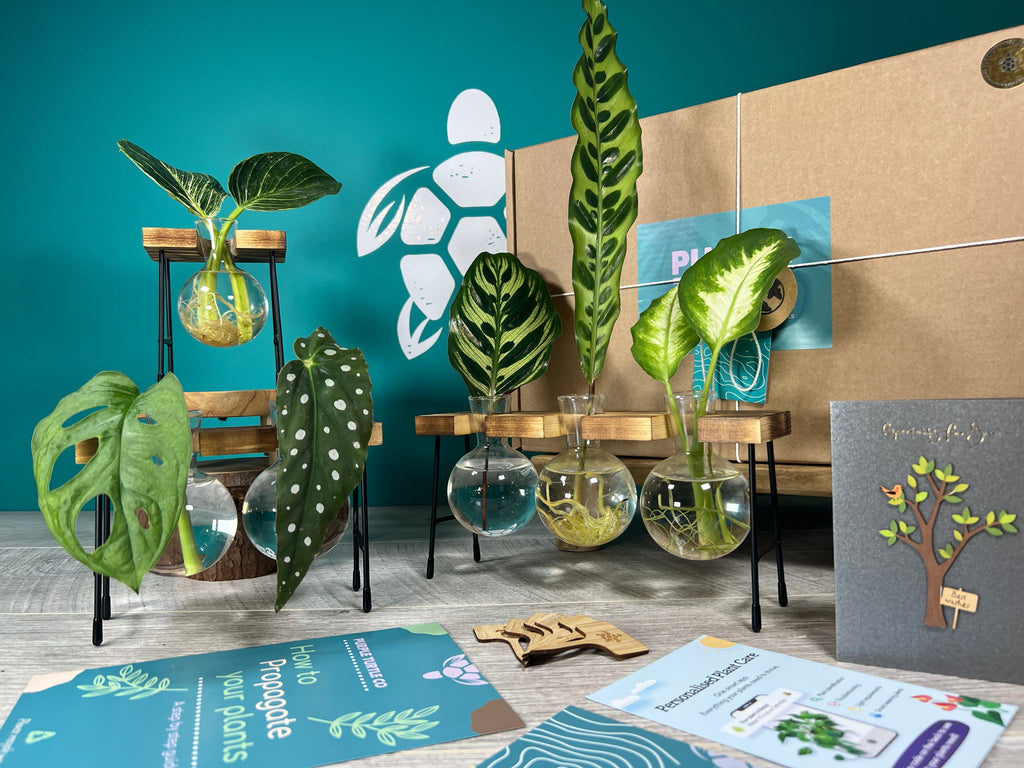 Plant Propagation Gift Set for Growing Cuttings at Home