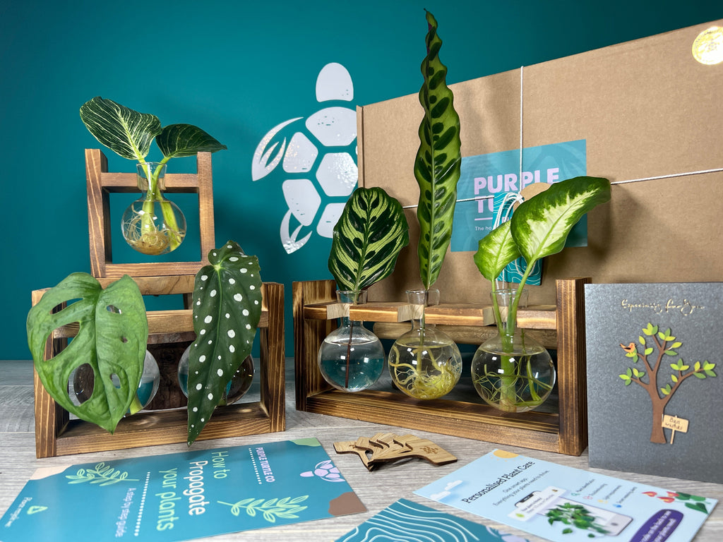 Plant Propagation Gift Set for Indoor Gardeners