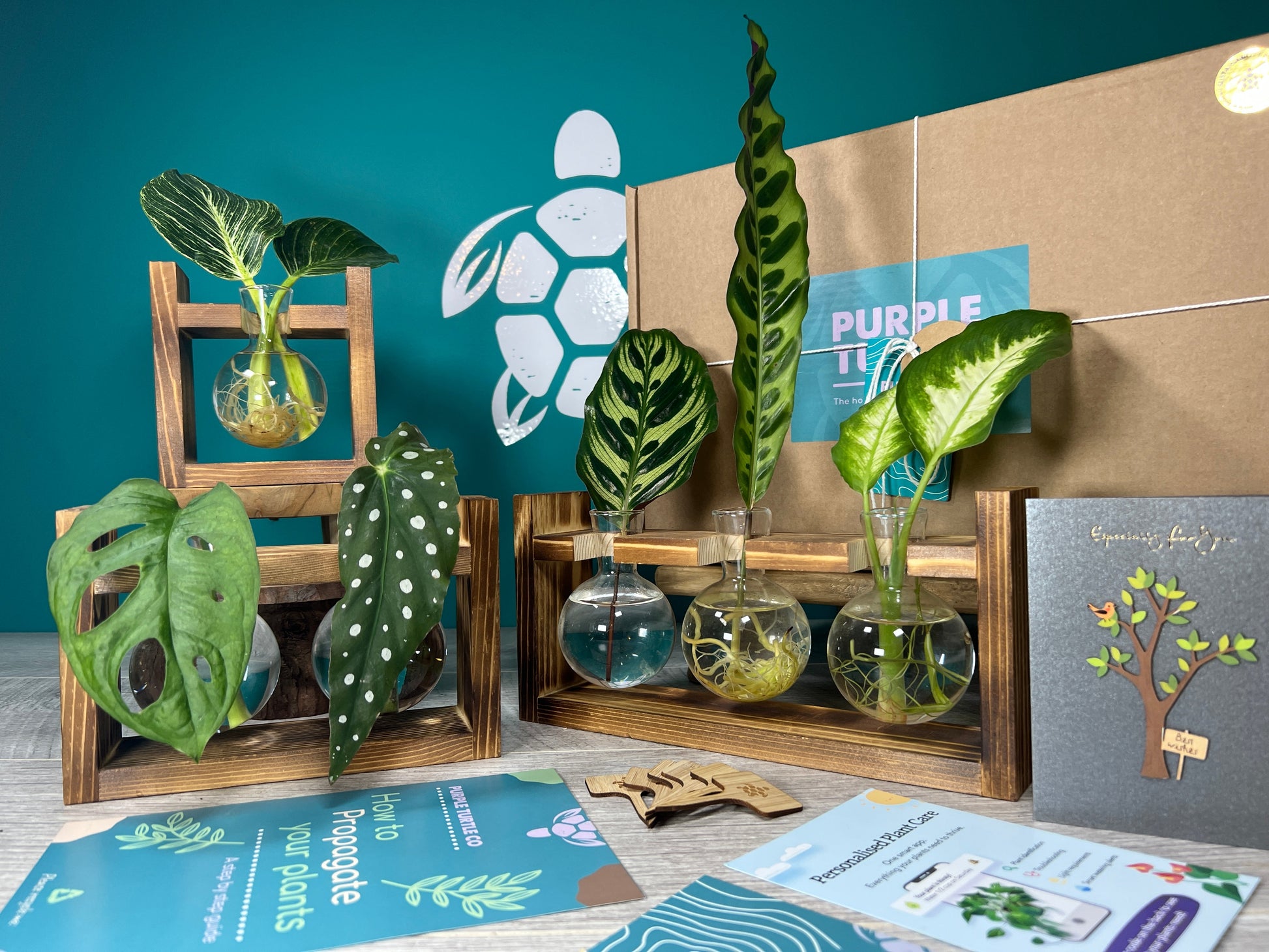 Plant Propagation Gift Set for Indoor Gardeners