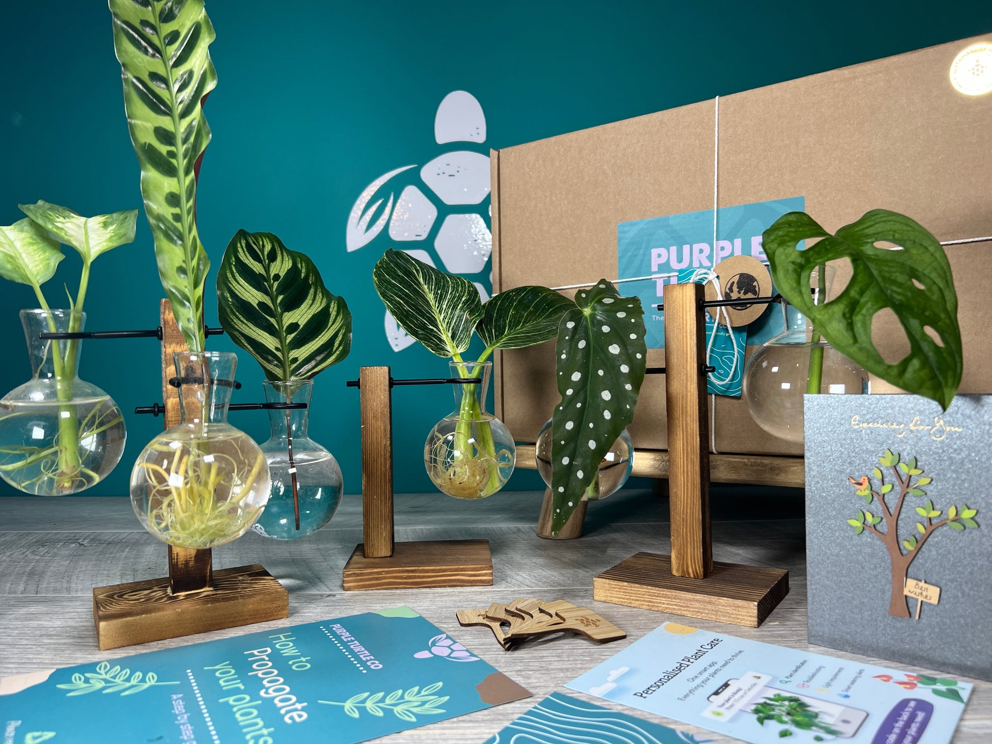 Plant Propagation Gift Set for Home Gardeners