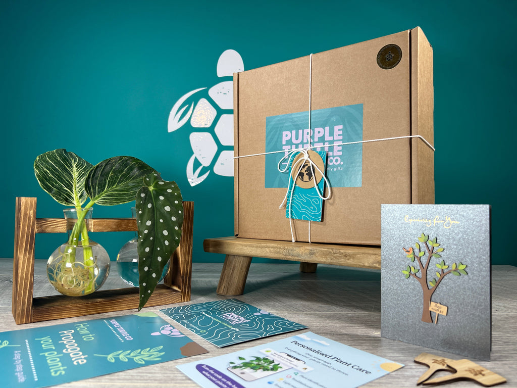 Plant Propagation Gift Set for Indoor Gardeners