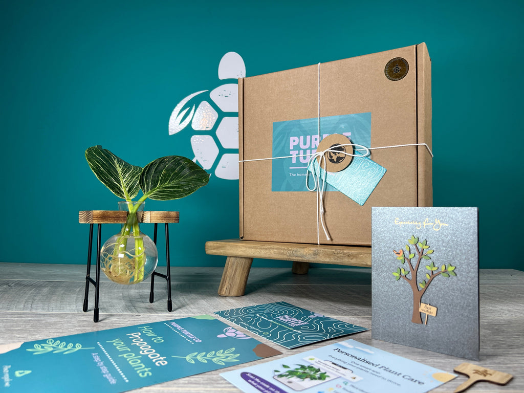 Plant Propagation Gift Set for Growing Cuttings at Home