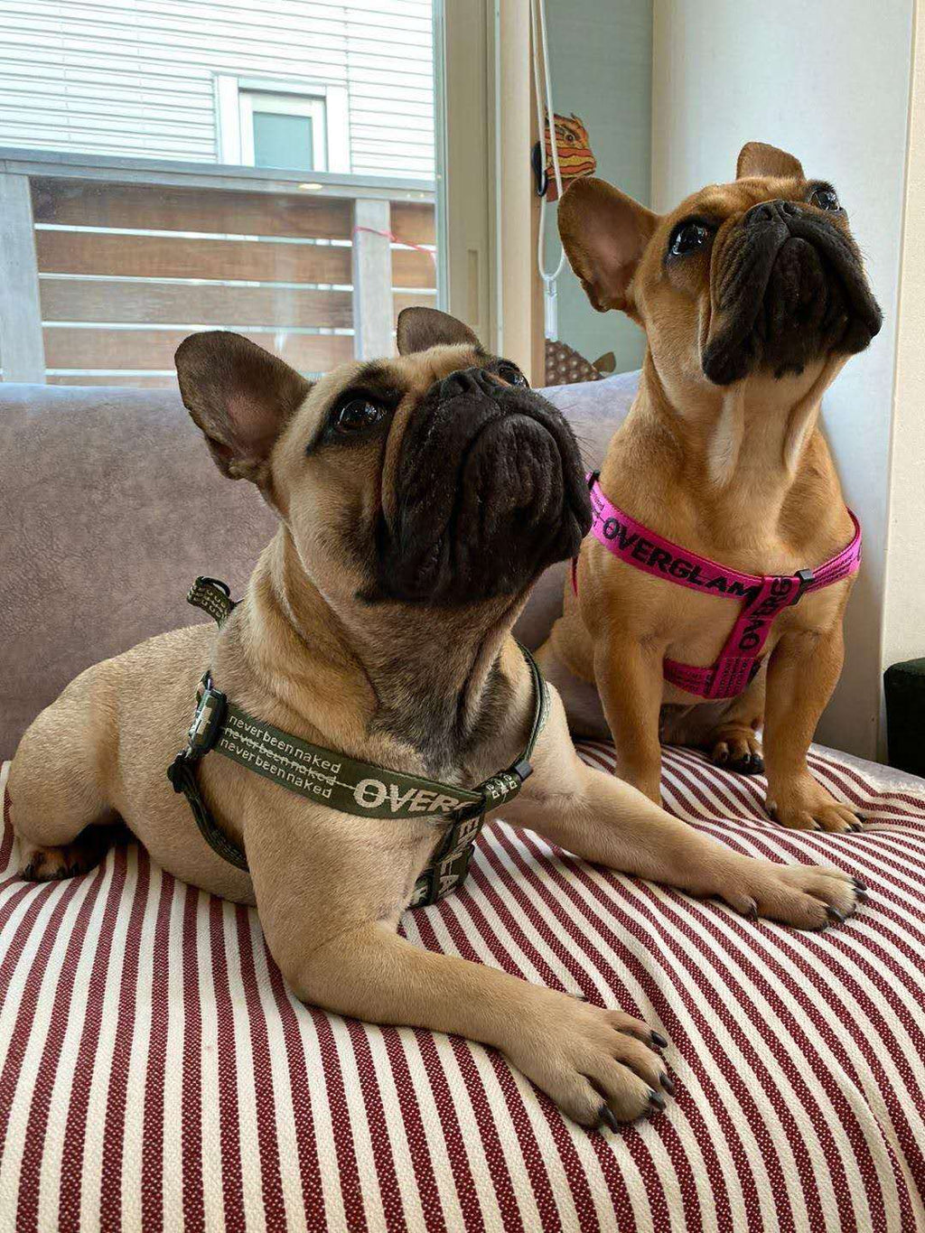 Ribbon Harness in Rose and Green