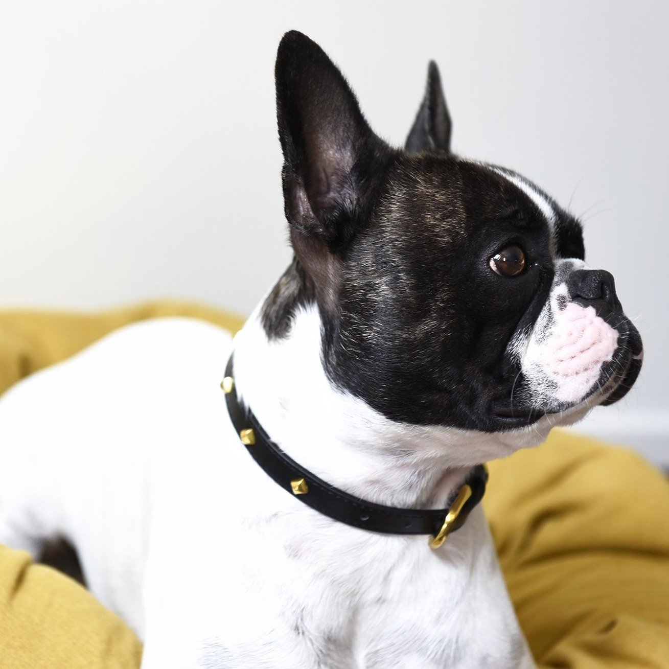 Black Leather Collar with Golden Rivets