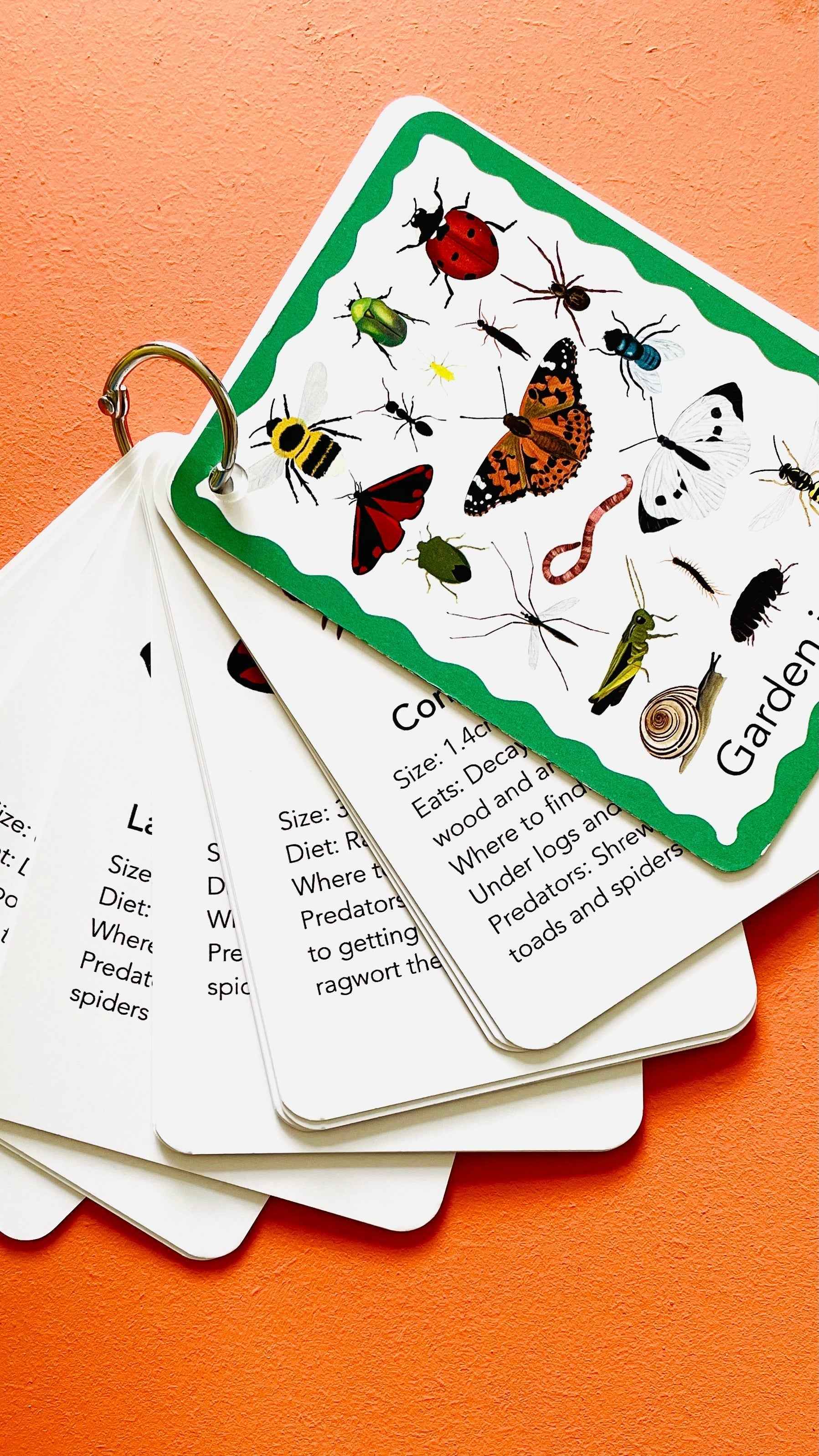Garden Bugs Illustrated Identification Cards