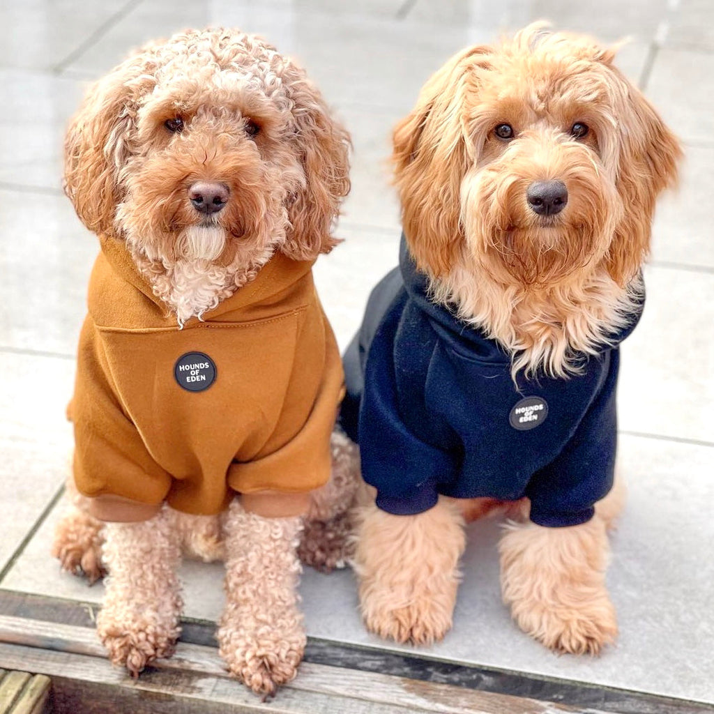 Dog Hoodie - Sky Blue