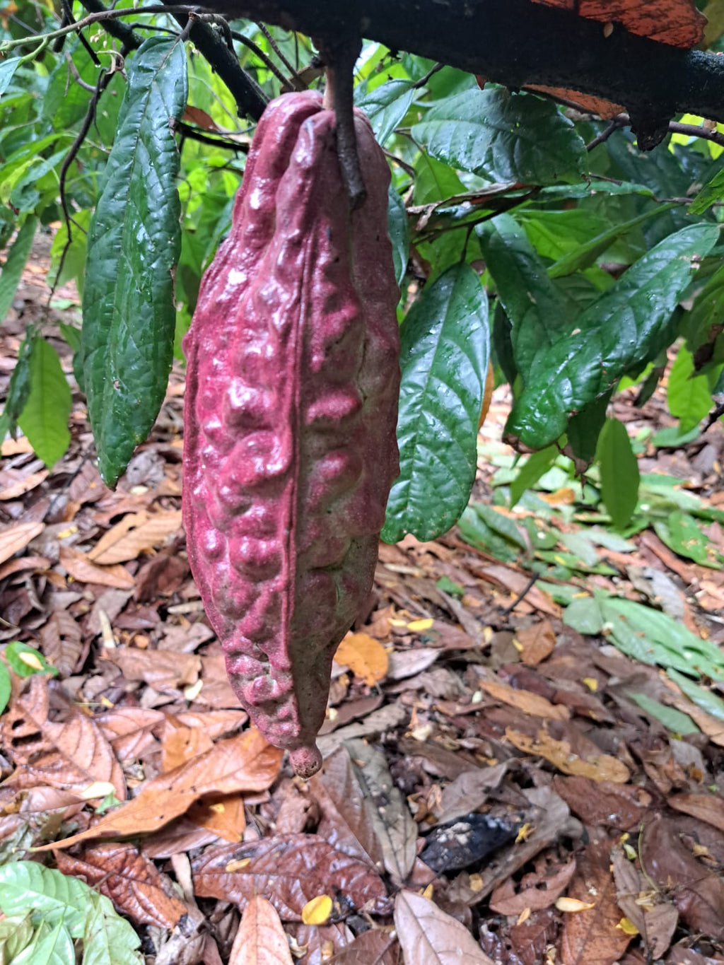 Mexican Ceremonial Cacao Lavado Block