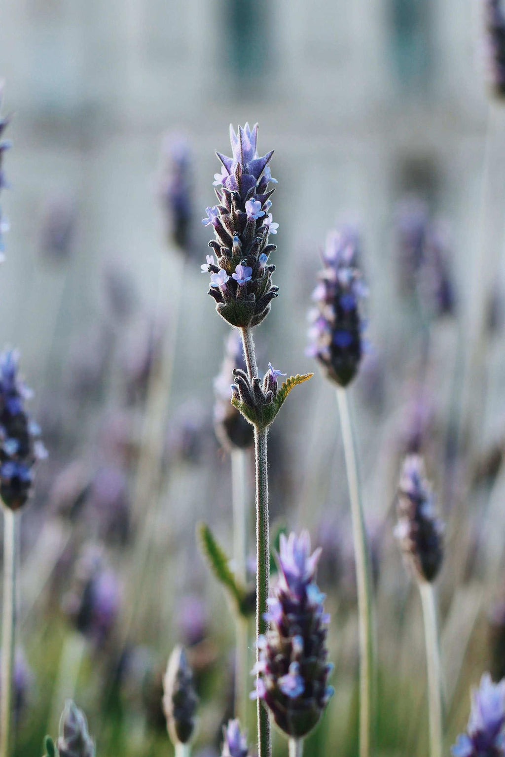 Organic Lavender Essential Oil from Provence