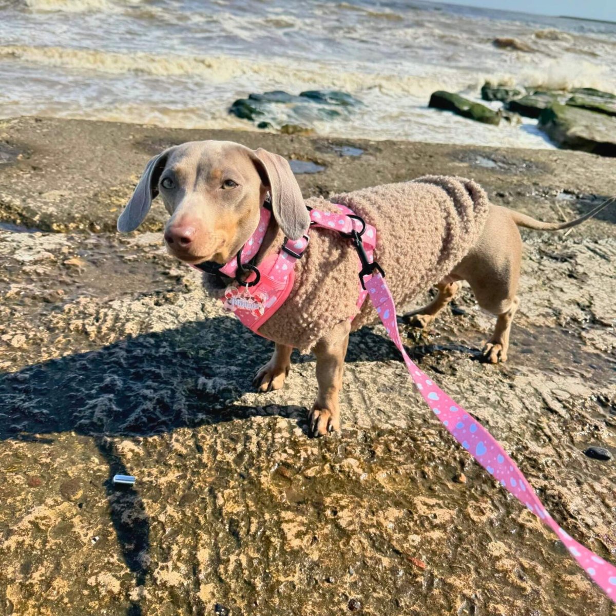 Peachy Hearts Dog Lead