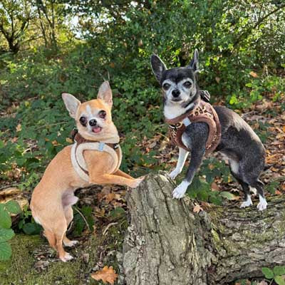 Leopard Step In Harness for Small Dogs and Puppies