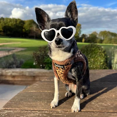 Leopard Step In Harness for Small Dogs and Puppies