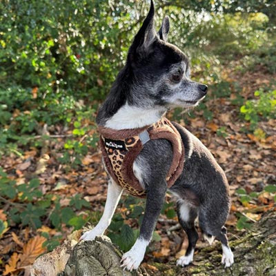 Leopard Step In Harness for Small Dogs and Puppies