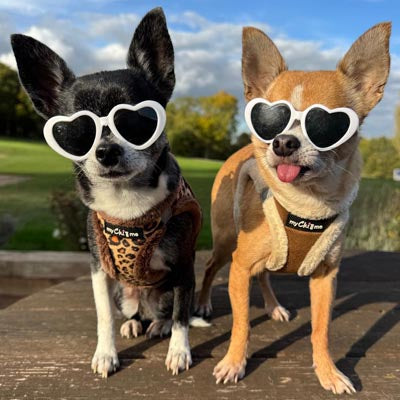 Leopard Step In Harness for Small Dogs and Puppies