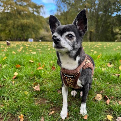 Leopard Step In Harness for Small Dogs and Puppies